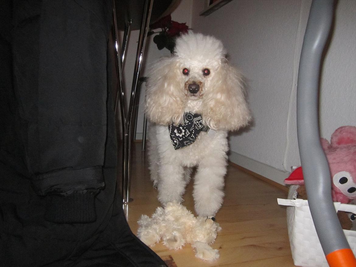 Dværgpuddel Olfert - Olfert December 2011 billede 4