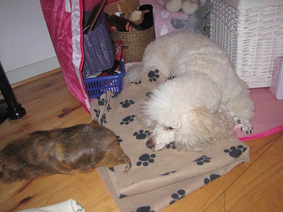 Dværgpuddel Olfert - Olfert december 2011 billede 5