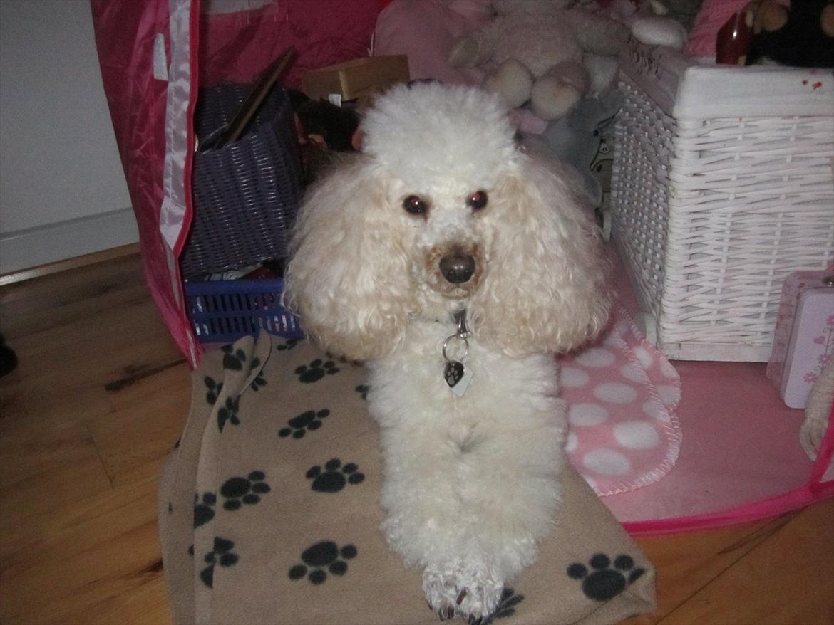 Dværgpuddel Olfert - Olfert december 2011 billede 6