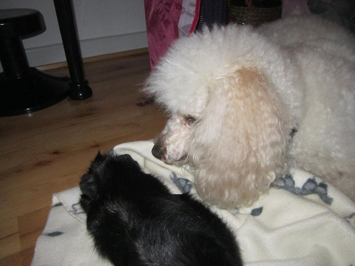 Dværgpuddel Olfert - Olfert december 2011 billede 7