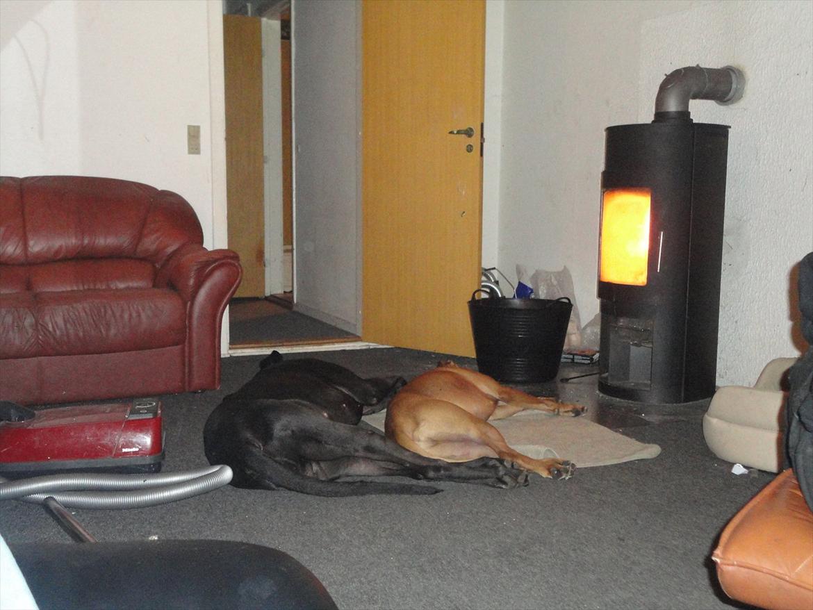 Grand danois Big ben - hygge ved brandeovnen billede 15