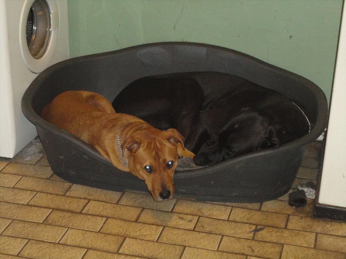 Grand danois Big ben - putte to er altid godt billede 16