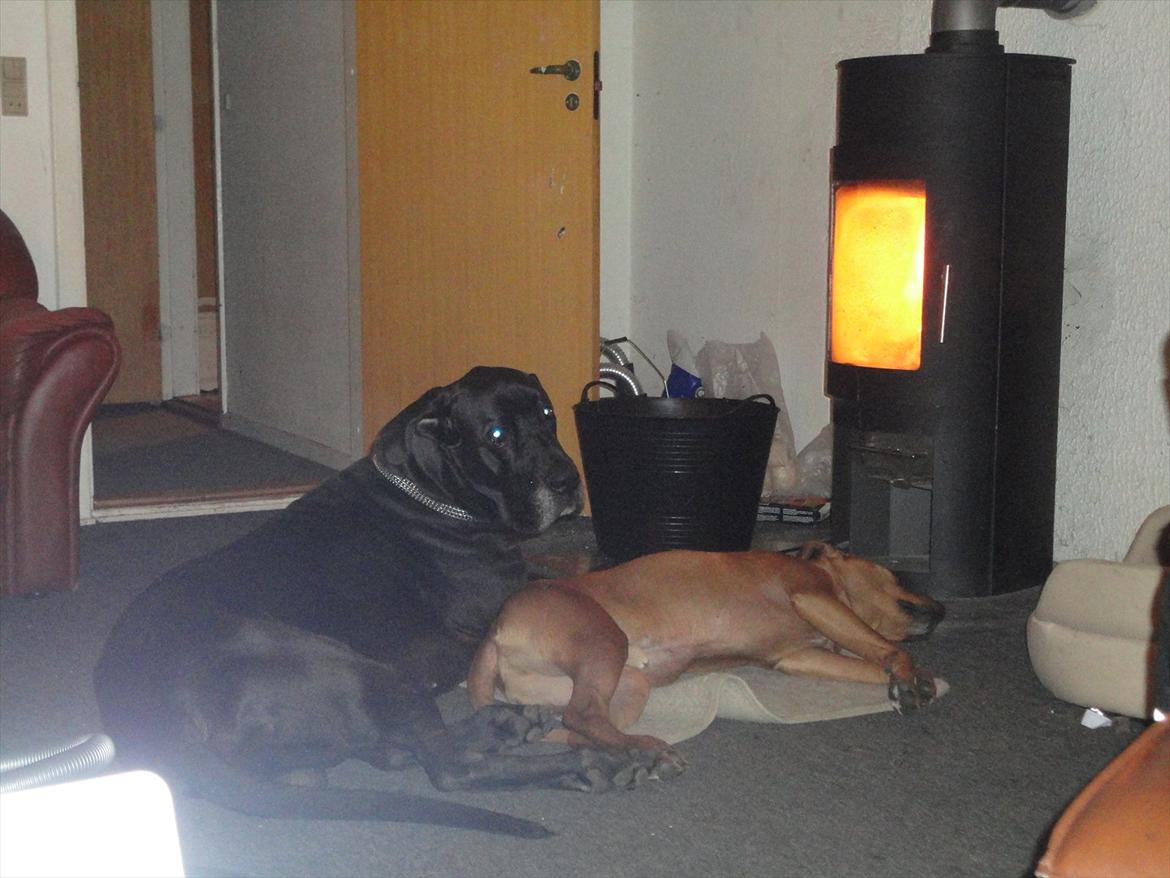 Grand danois Big ben - delme varmt billede 17