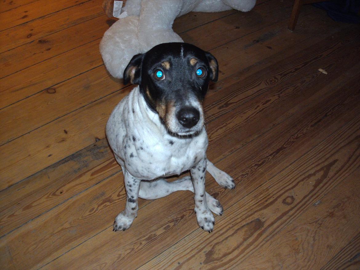 Dansk svensk gaardhund Vaks billede 1