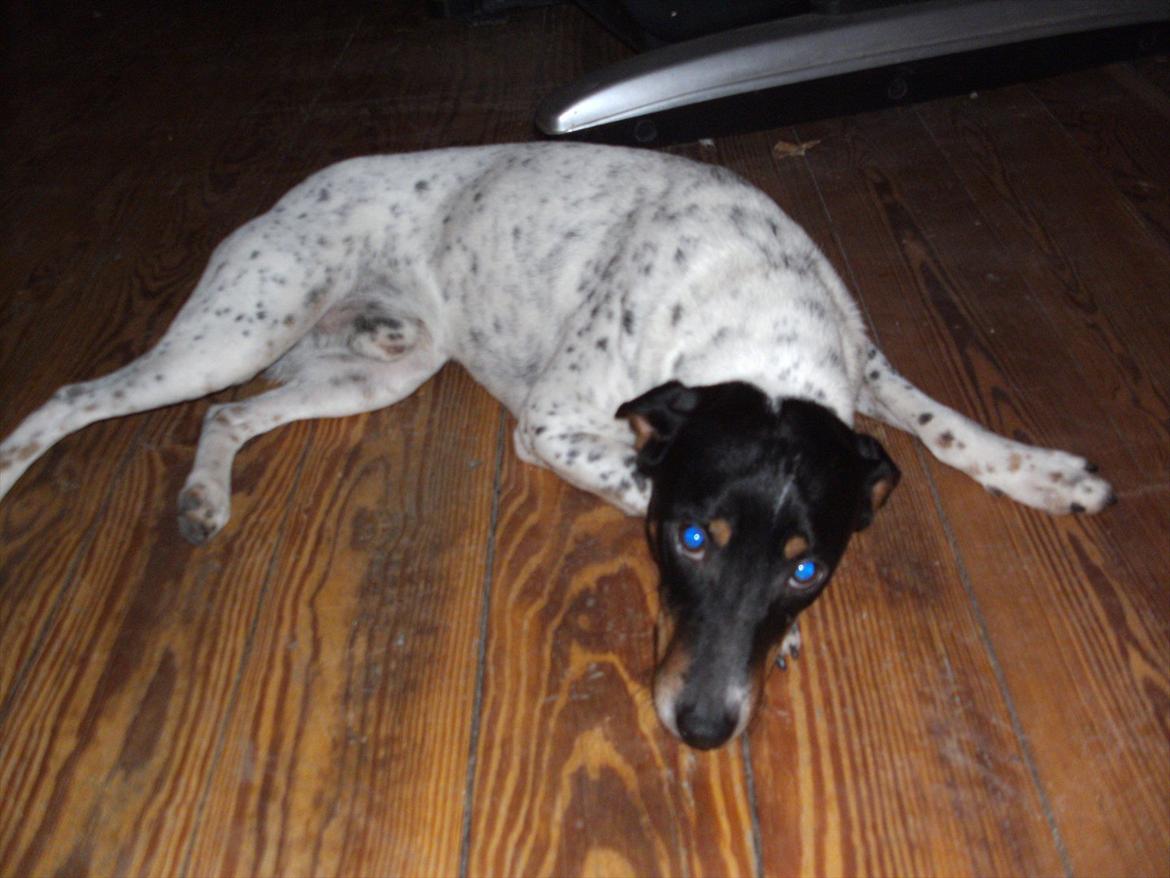 Dansk svensk gaardhund Vaks billede 2