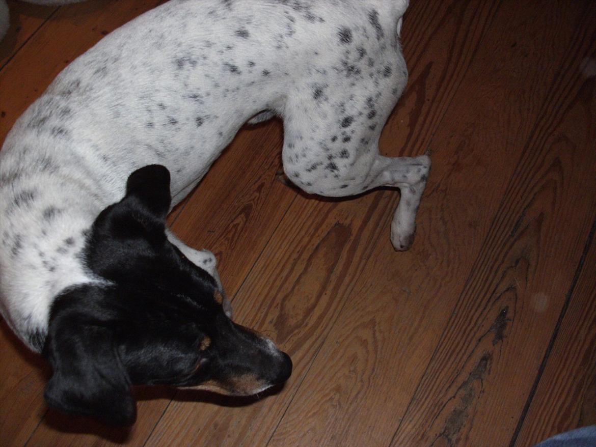 Dansk svensk gaardhund Vaks billede 3