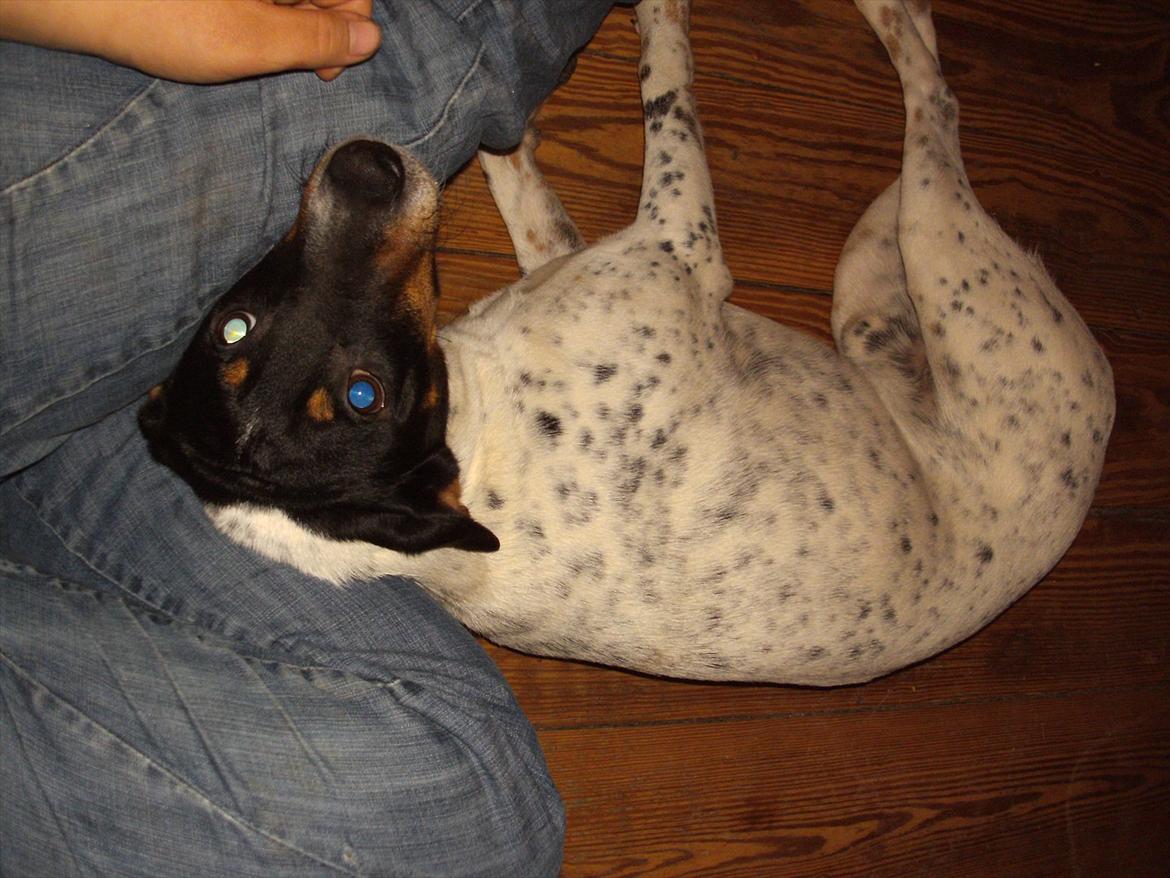 Dansk svensk gaardhund Vaks billede 4