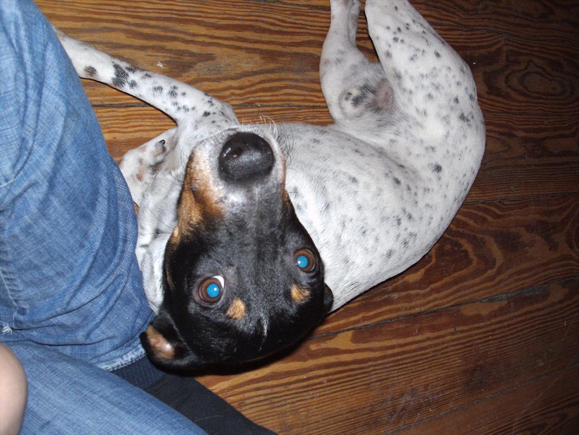 Dansk svensk gaardhund Vaks billede 5