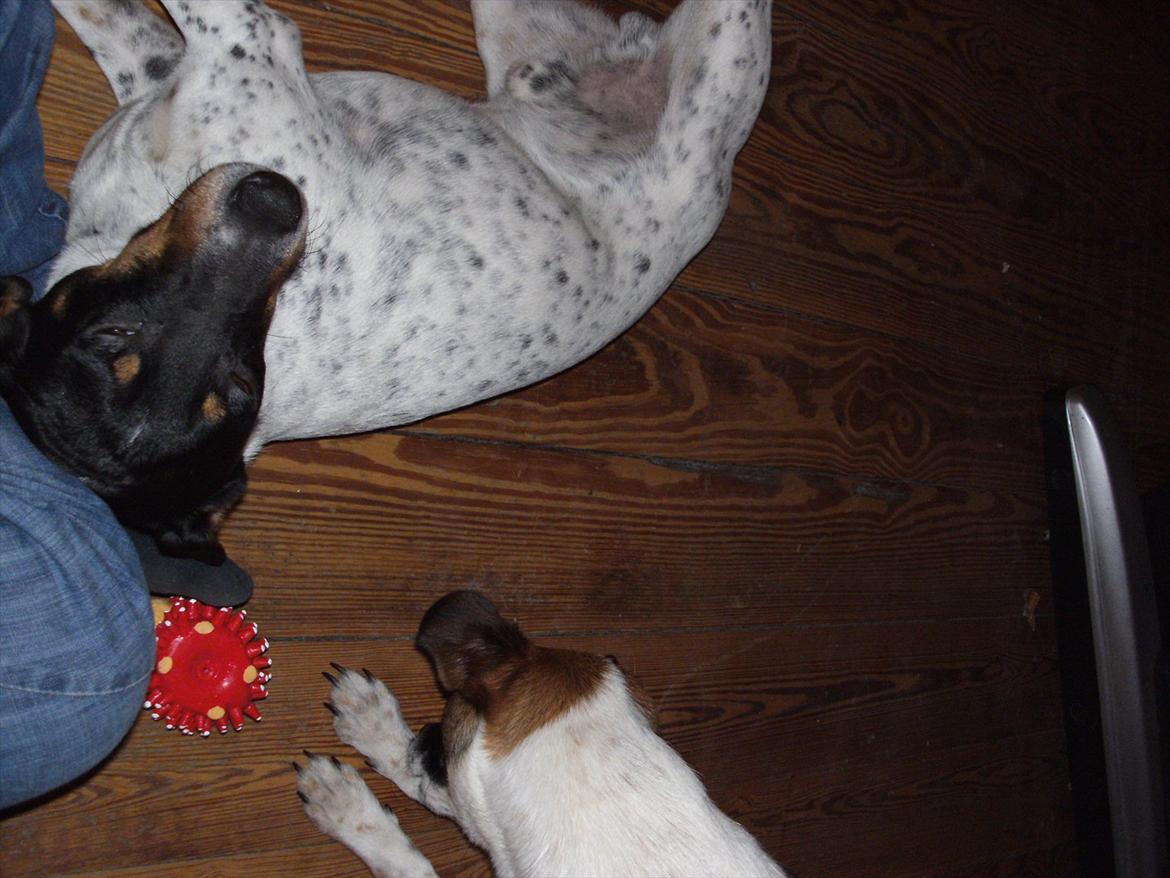 Dansk svensk gaardhund Vaks billede 6