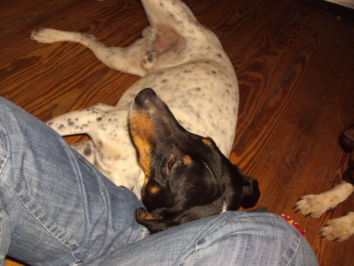 Dansk svensk gaardhund Vaks billede 7