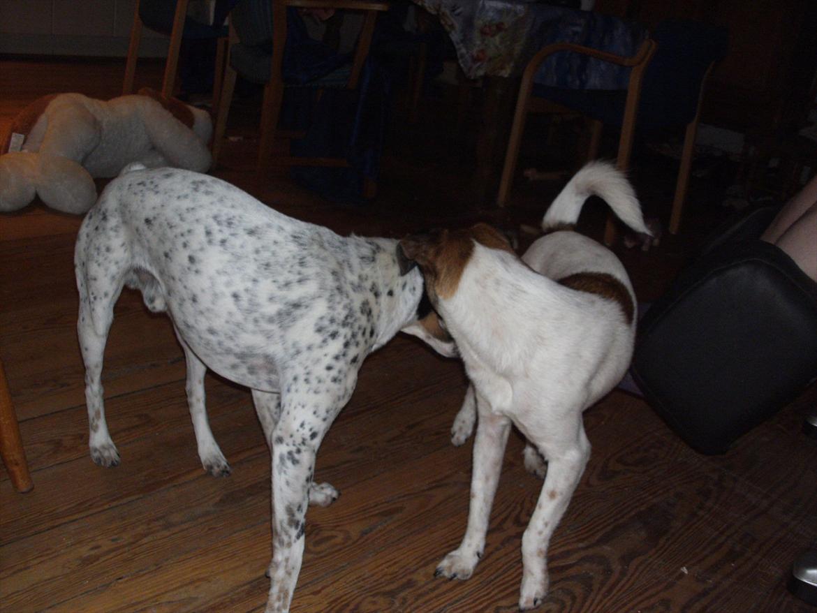 Dansk svensk gaardhund Vaks billede 8