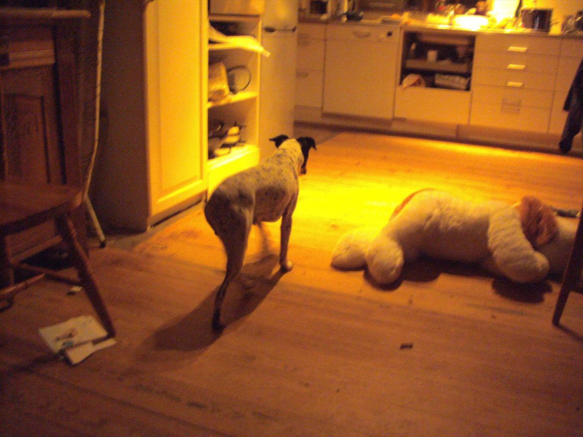 Dansk svensk gaardhund Vaks billede 9