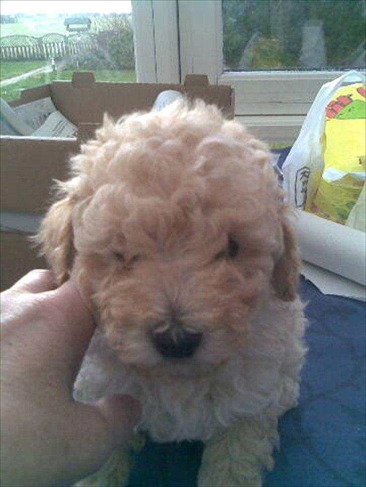 Dværgpuddel Olfert - Olfert da han var ca. 6 uger gammel billede 8