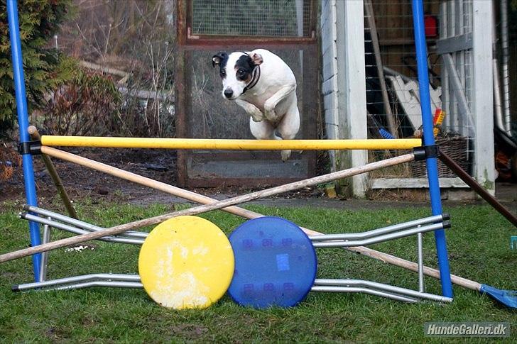 Dansk svensk gaardhund Frida billede 5