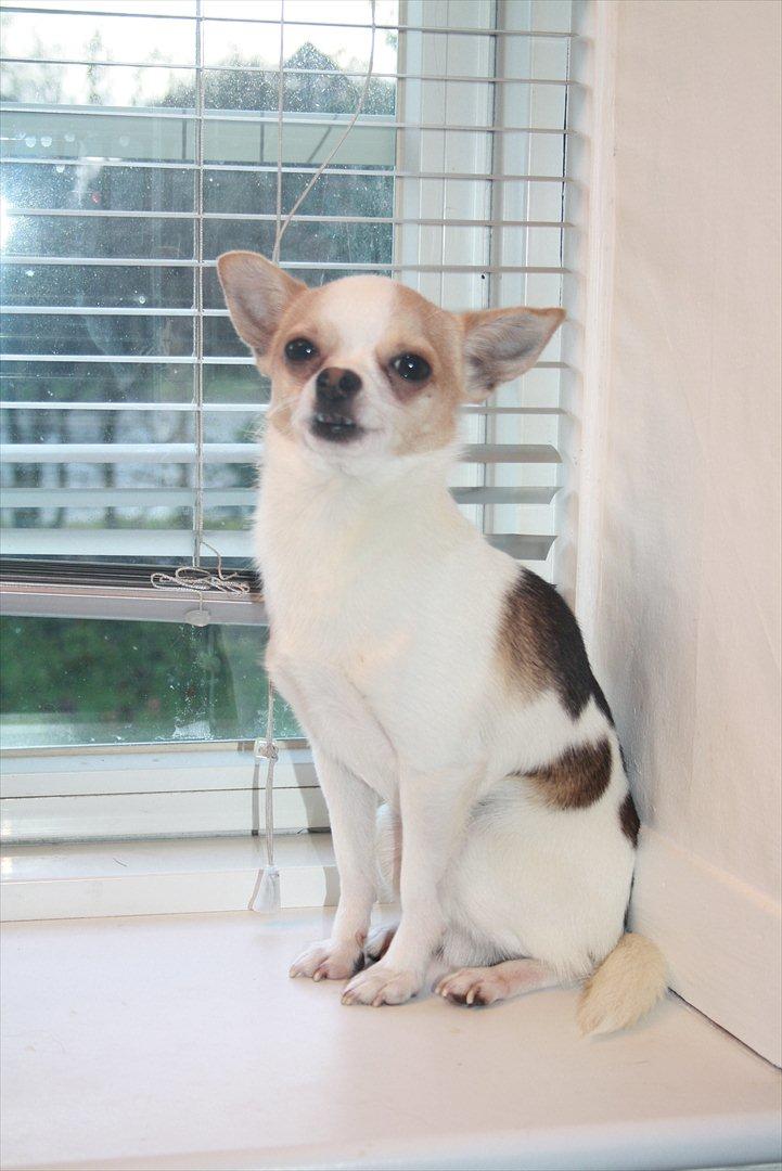 Chihuahua Pelé billede 15