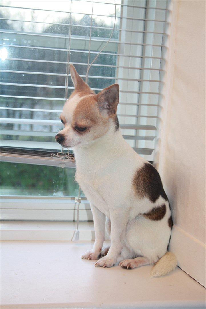 Chihuahua Pelé billede 18