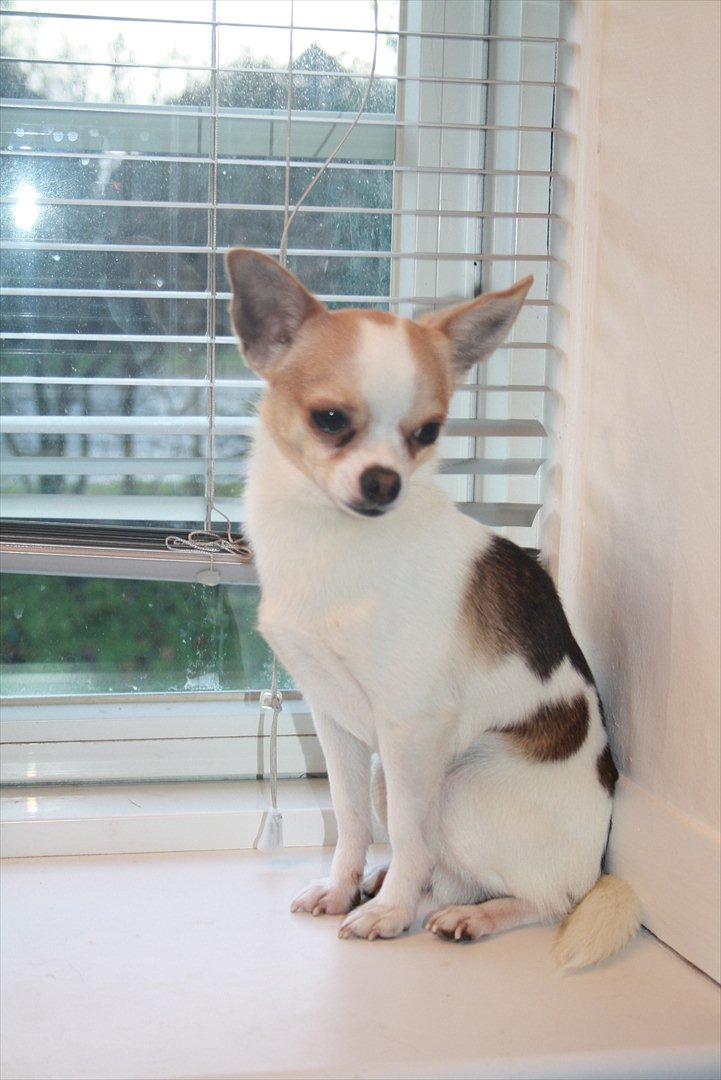 Chihuahua Pelé billede 16