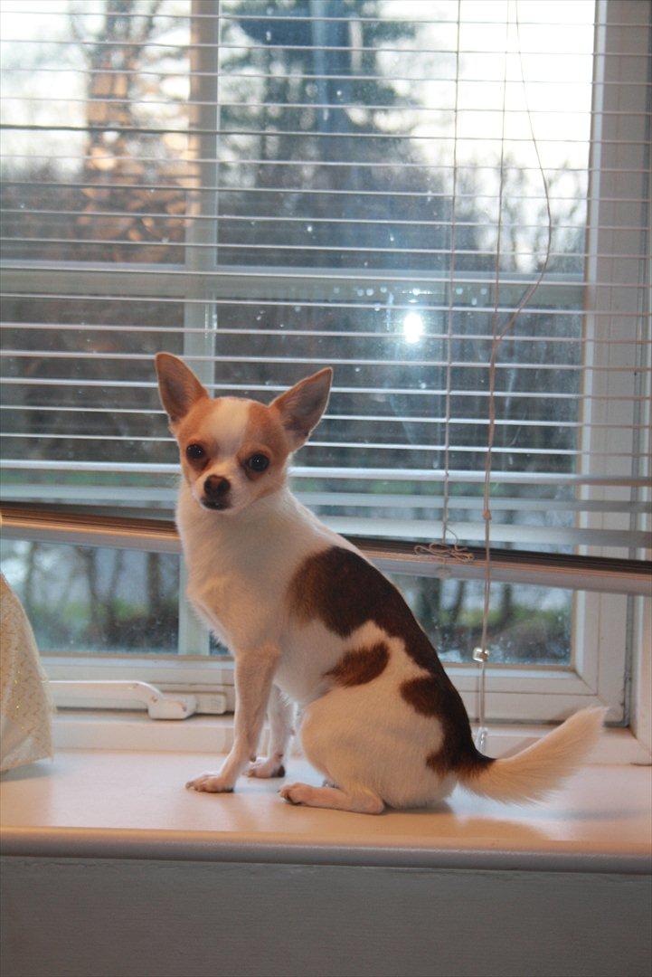 Chihuahua Pelé billede 19