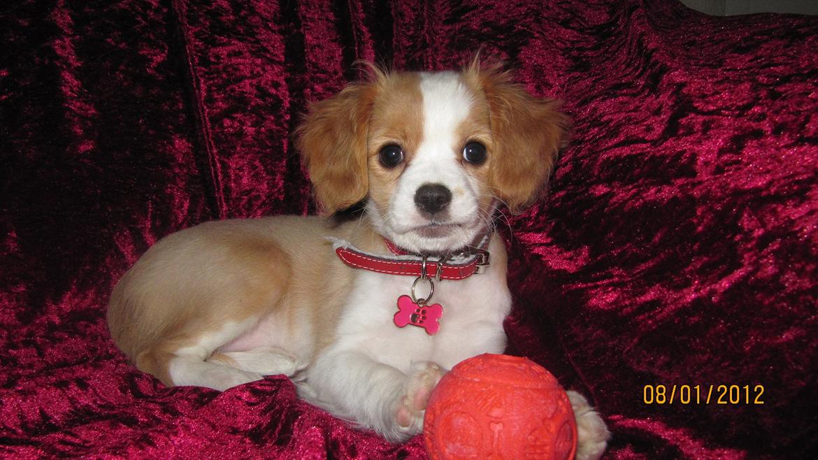 Blanding af racer Flykra billede 8