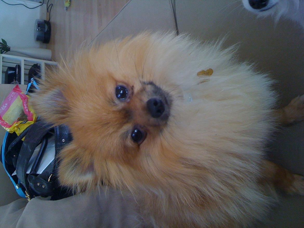 Pomeranian Malik R.I.P billede 20