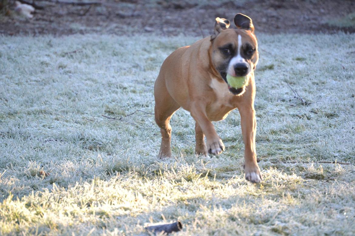 Amerikansk staffordshire terrier Rynke R.I.P verdens bedste Rynke - Jubiiii jeg fik bolden :) billede 15