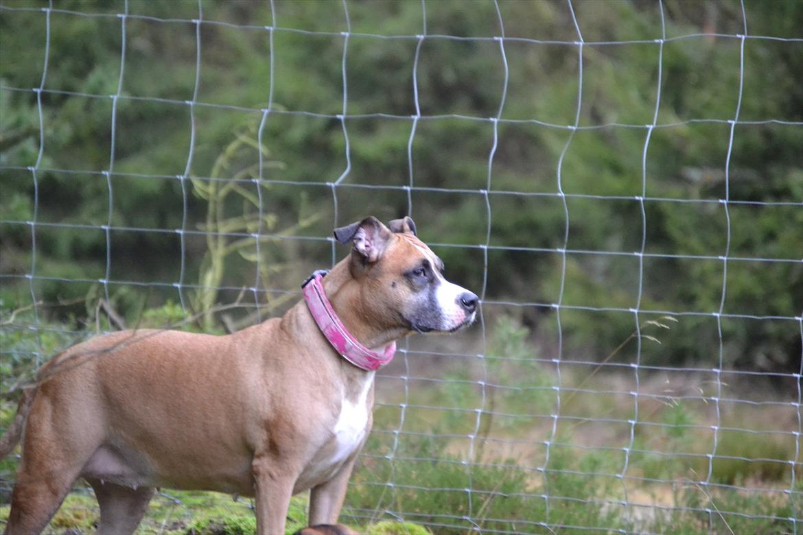 Amerikansk staffordshire terrier Rynke R.I.P verdens bedste Rynke billede 19