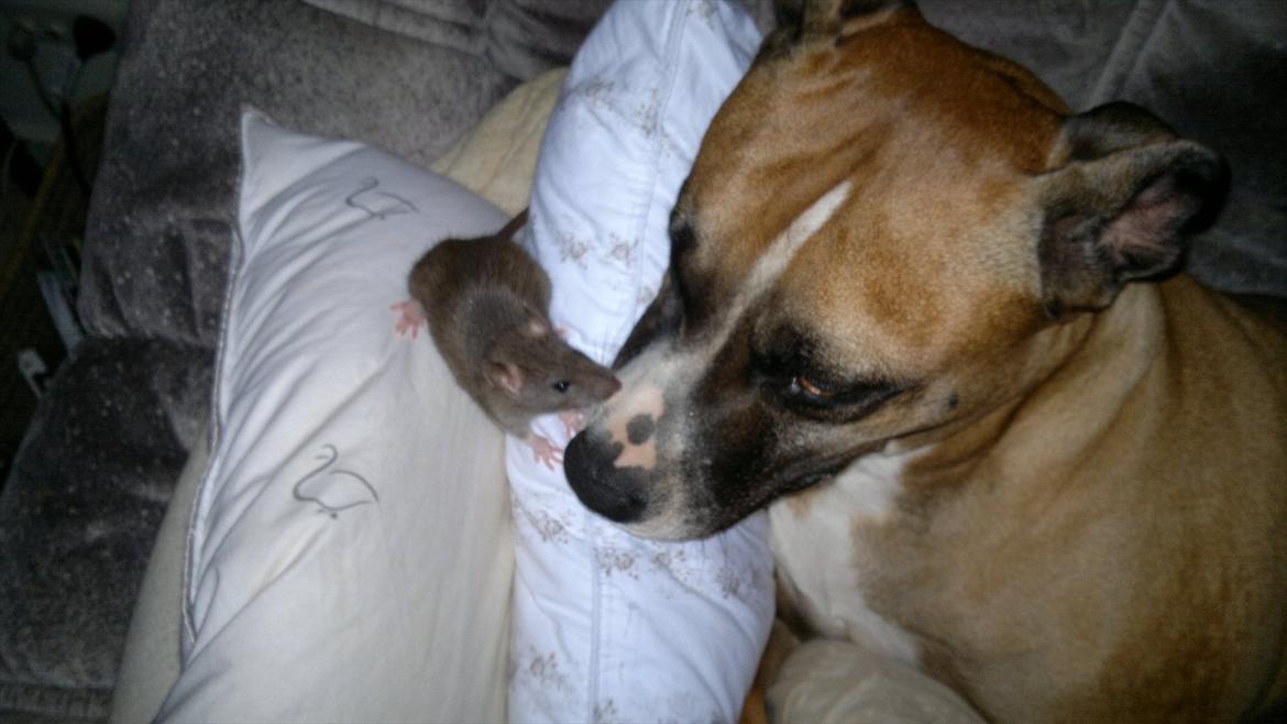 Amerikansk staffordshire terrier Rynke R.I.P verdens bedste Rynke - Rynke´s nye allerbedste ven... Baby rotten Bella <3 billede 20