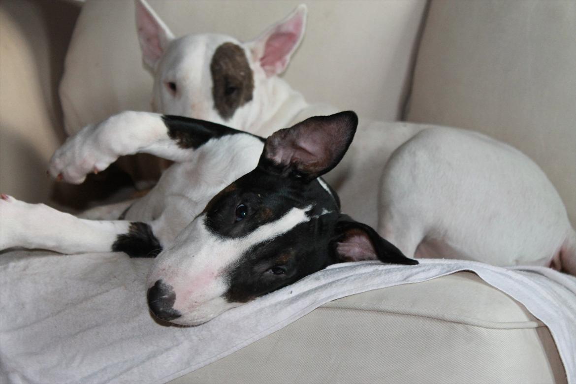 Bullterrier Bullos Agile Runner Casey by Disney - Casey 4 mdr, Mor Disney i Baggrunden billede 17