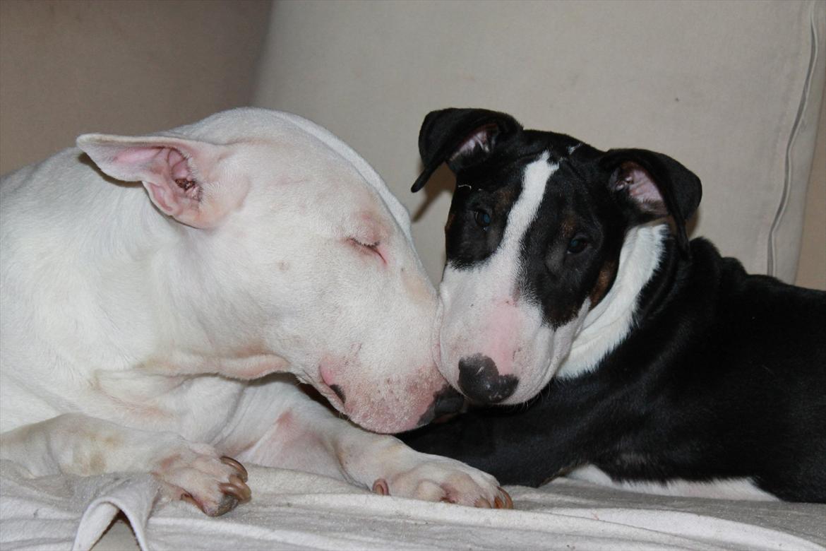 Bullterrier Bullos Agile Runner Casey by Disney - Diva og Casey billede 18