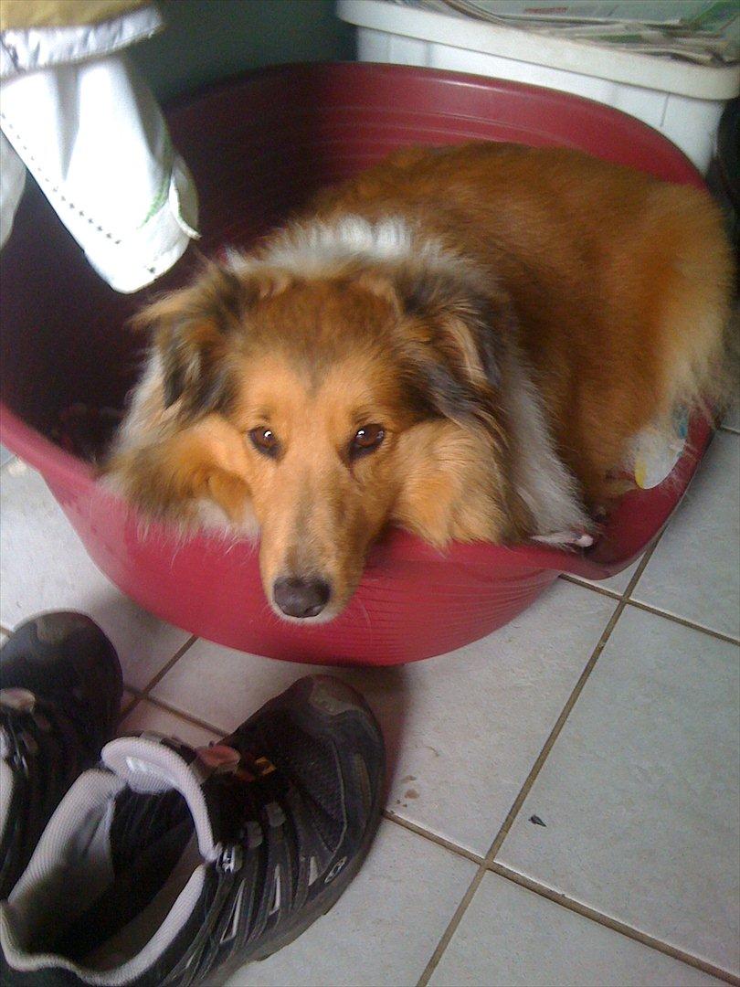 Shetland sheepdog Bella billede 6