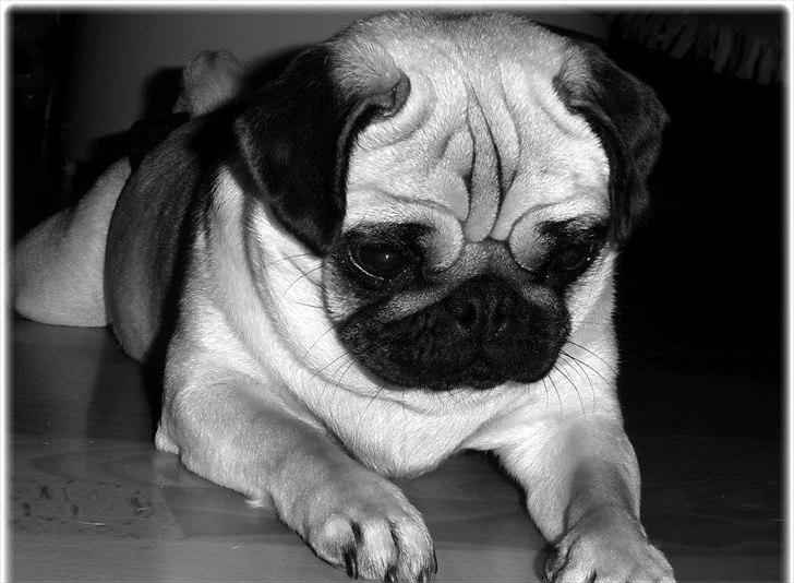 Mops Chilli billede 1