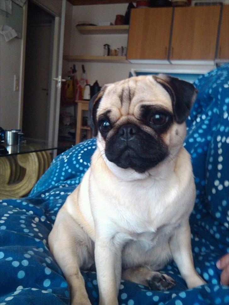 Mops Chilli billede 2