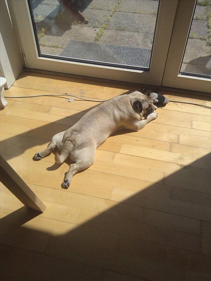 Mops Chilli billede 3