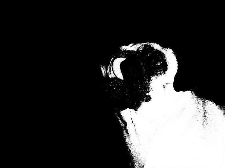 Mops Chilli billede 4