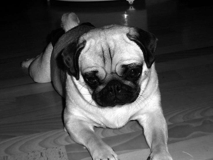 Mops Chilli billede 5