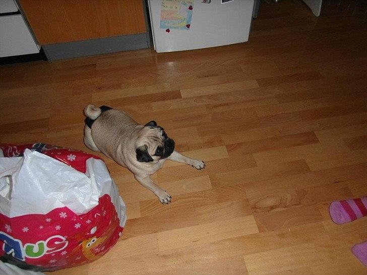 Mops Chilli billede 6