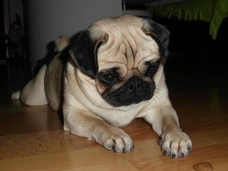 Mops Chilli billede 7