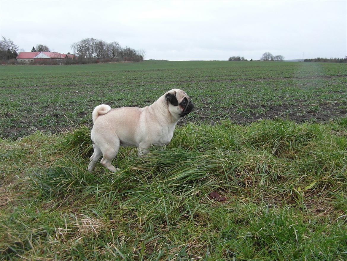 Mops Chilli billede 8