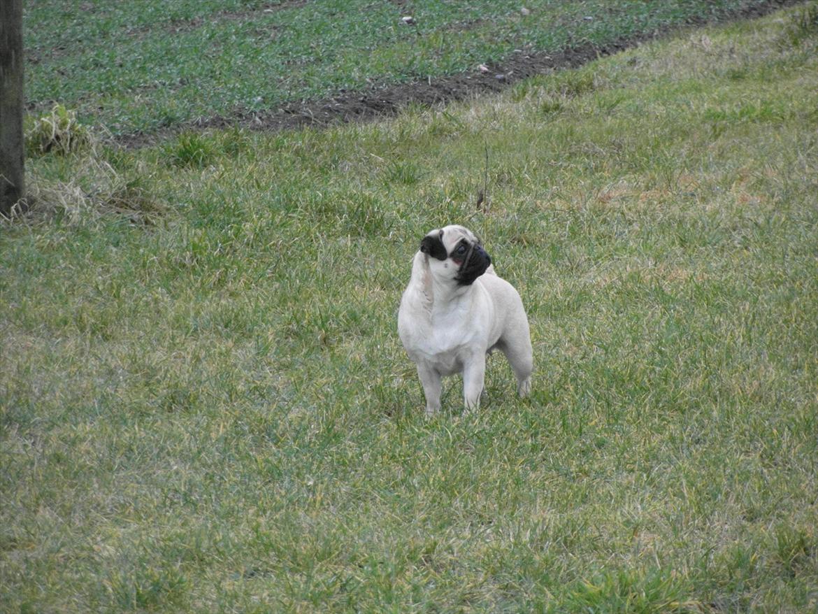 Mops Chilli billede 9