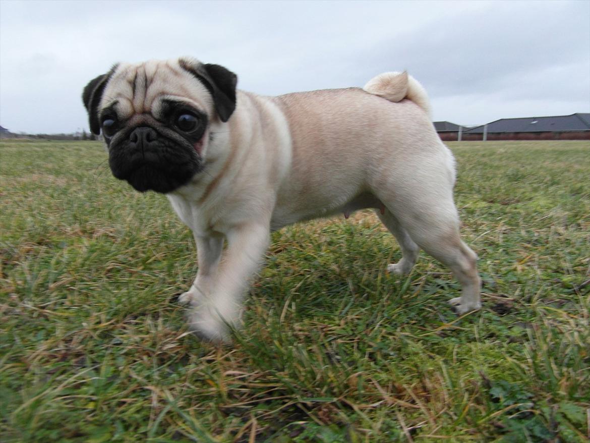 Mops Chilli billede 10