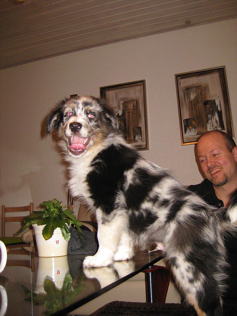 Australian shepherd Godrumgaard´s Jason - Hallo din bandit, hvad laver du der ? billede 8