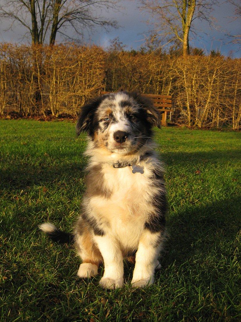 Australian shepherd Godrumgaard´s Jason - Har lært at sidde pænt. billede 7