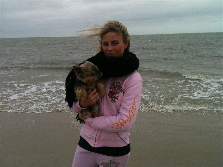 Yorkshire terrier Figini's Buster  billede 11