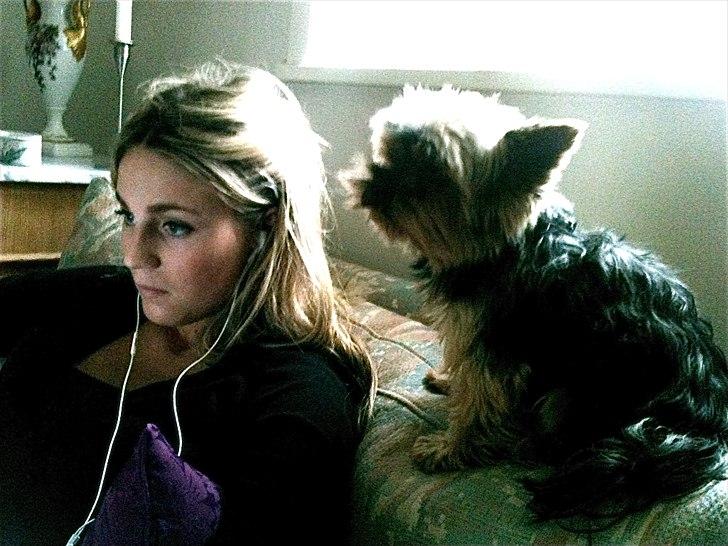 Yorkshire terrier Figini's Buster  billede 12