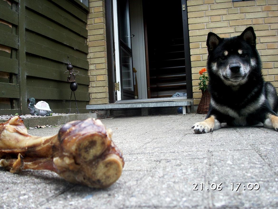 Shiba Simba billede 2