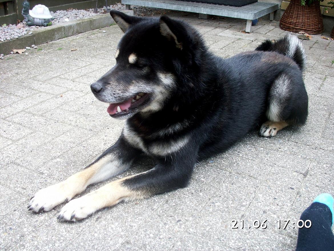 Shiba Simba billede 3