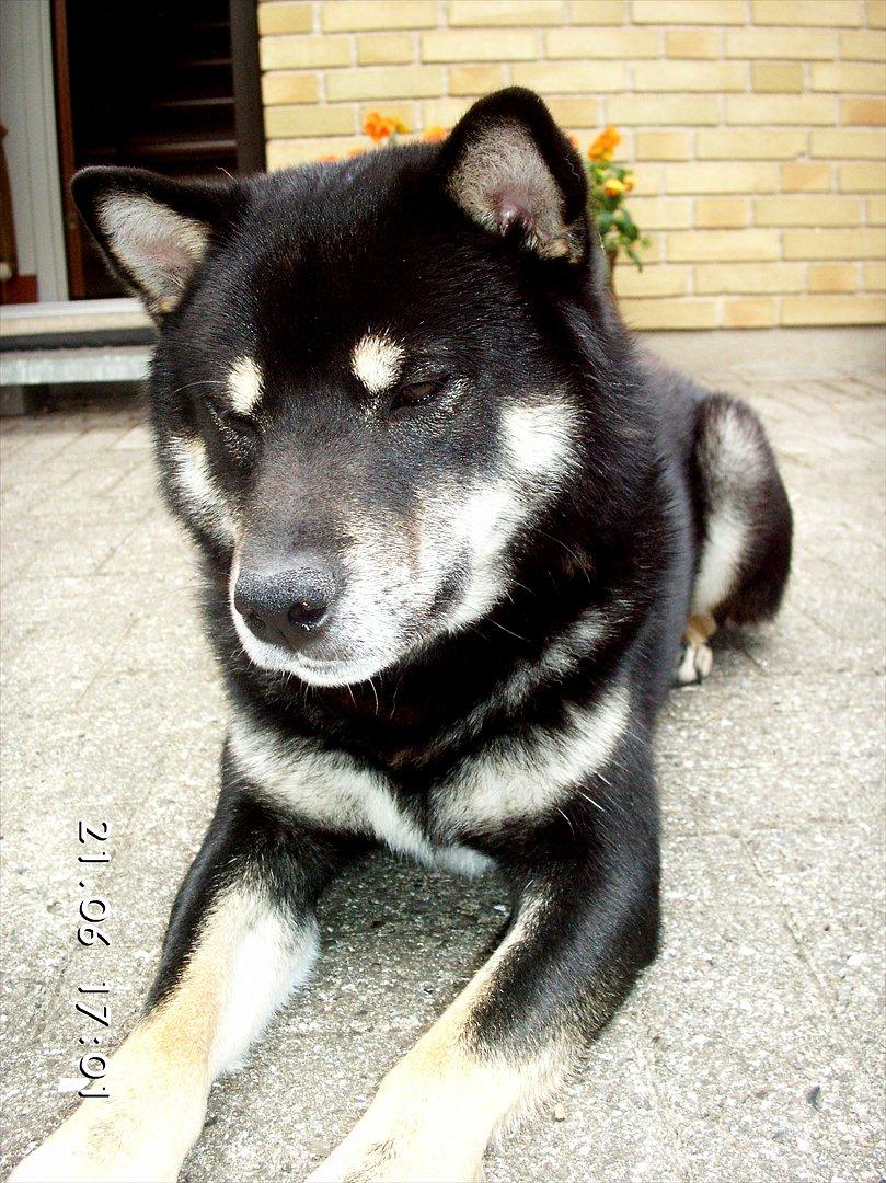 Shiba Simba billede 4