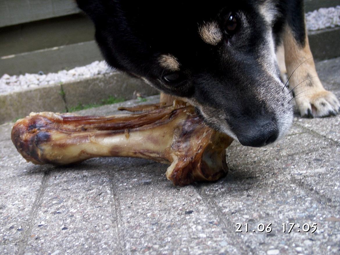 Shiba Simba billede 5