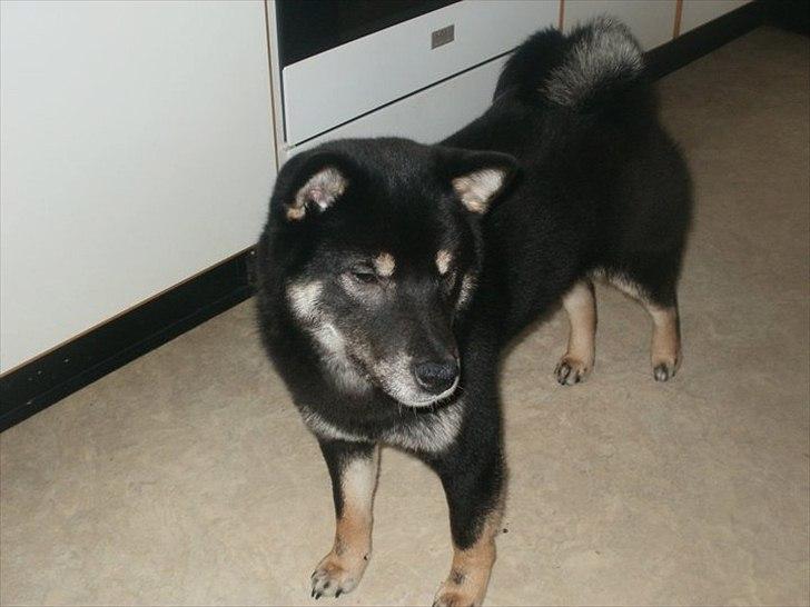 Shiba Simba billede 6