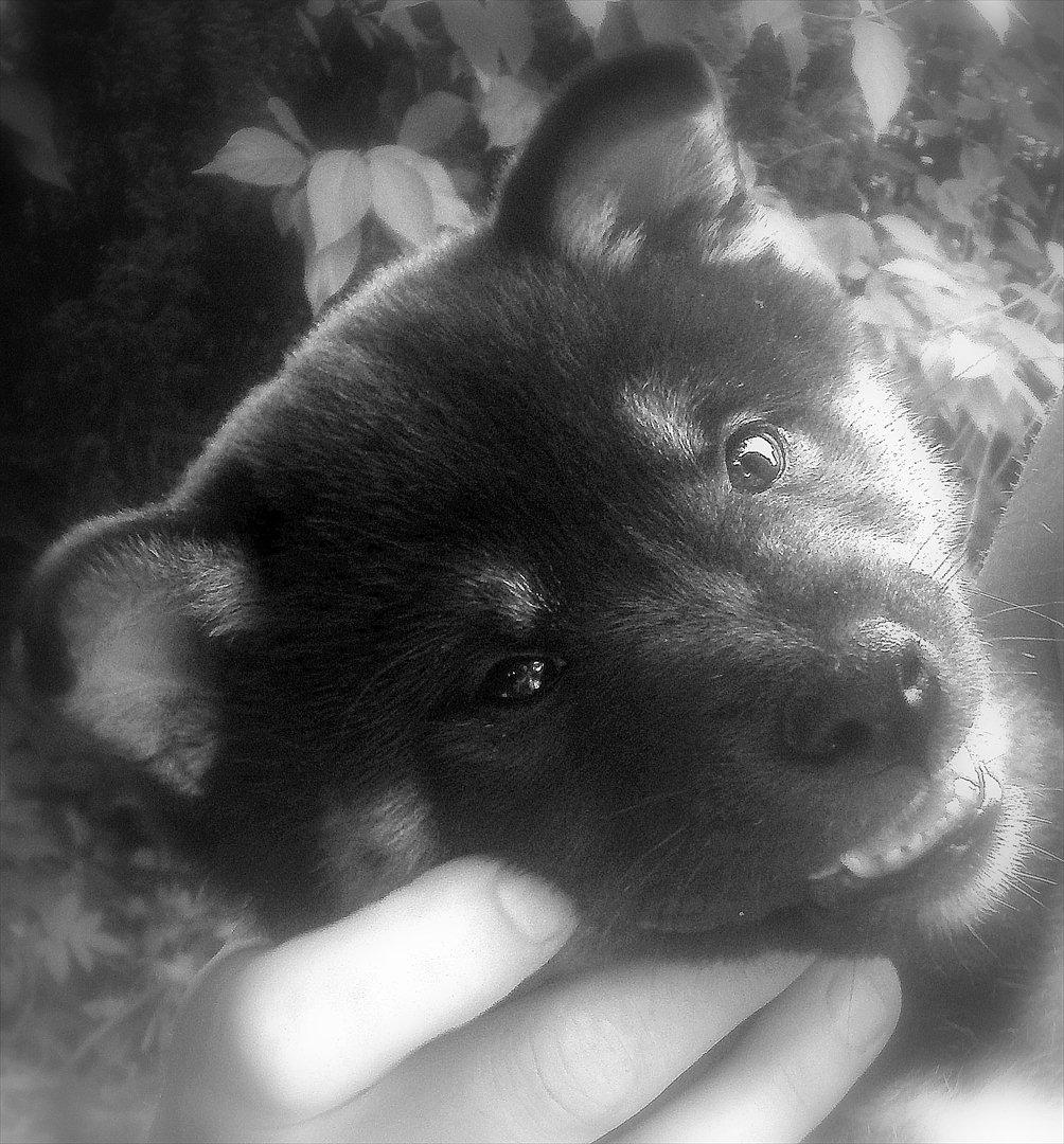 Shiba Simba billede 7